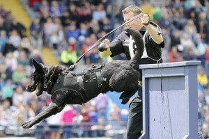 K-9 Blek