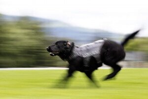 K-9 Danner