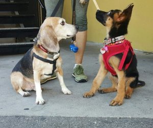 BFP4